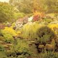 Árboles y Arbustos