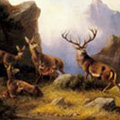 Deer