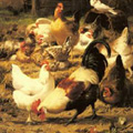 Fowl