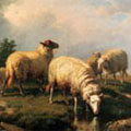 Goats and Sheep