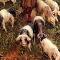 Pigs