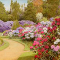 Flower Garden