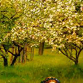 Orchards