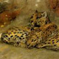Wild Cats