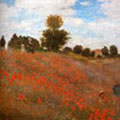 Wildflower and Flower Fields